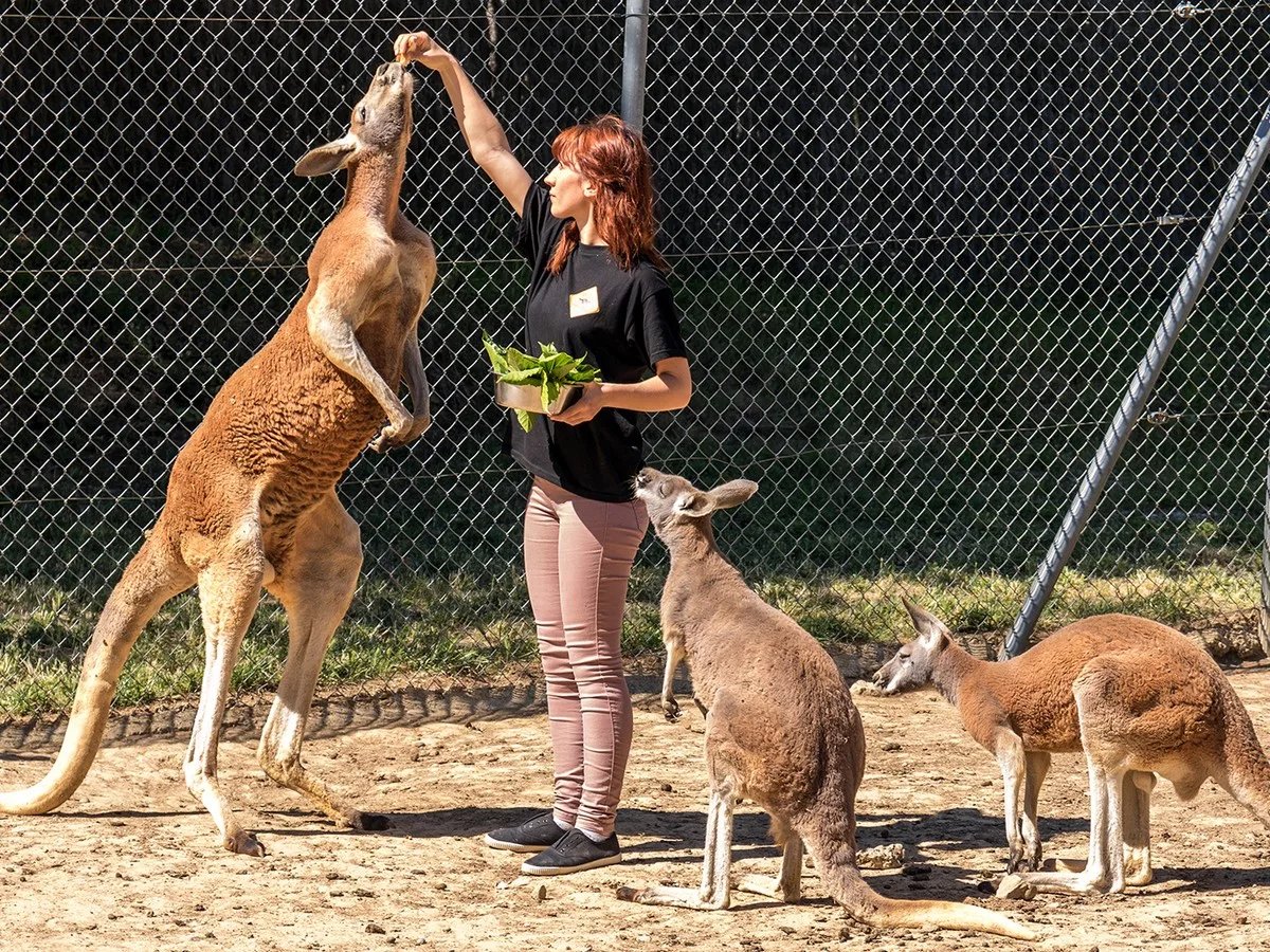 🐨 호주 인터랙티브 동물 공원(르 파크 오스트랄리앙 파크 애니말리에 인테락티프)